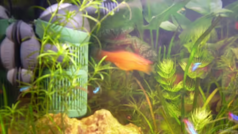 Eheim Aquaball 2208 von Anamorph (9)