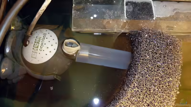 Eheim Aquaball als Pumpe für den HMF von Christoph Winter (8)