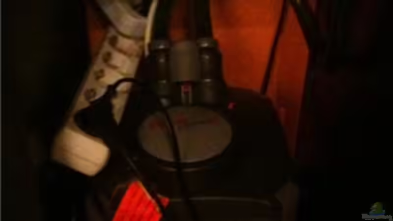 Eheim Aussenfilter von René Cremer (10)