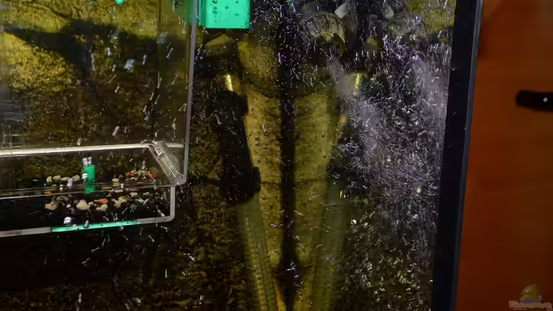 Eheim Diffusor von Gallius (7)