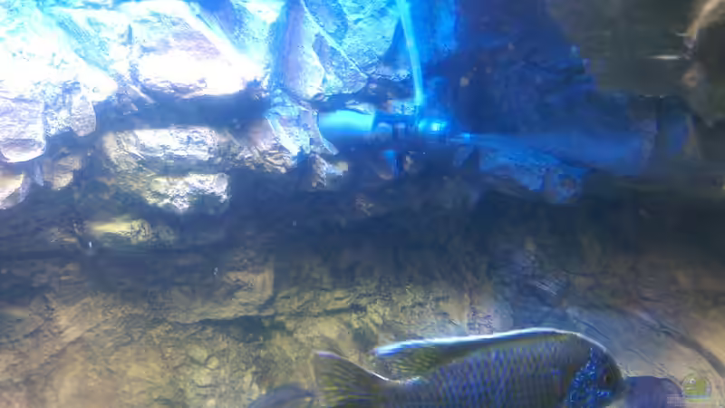 EHEIM Diffusor von *Malawi* (18)