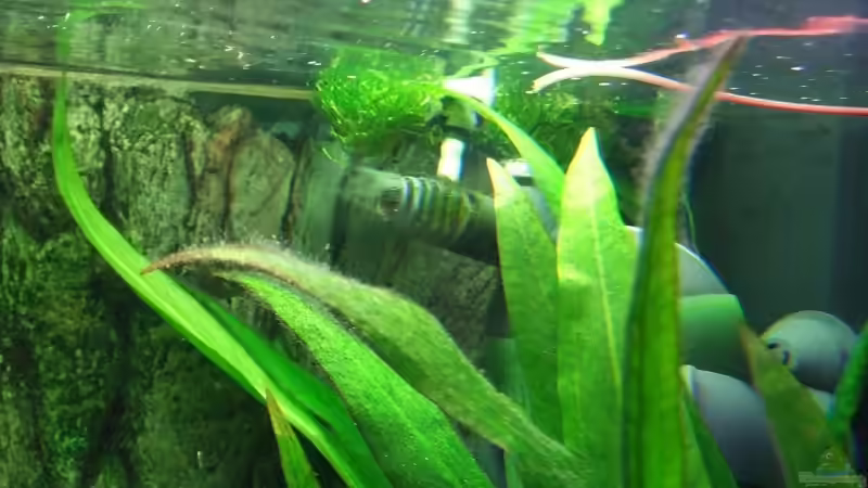 Eheim Filter von Melanie Burkhard (10)