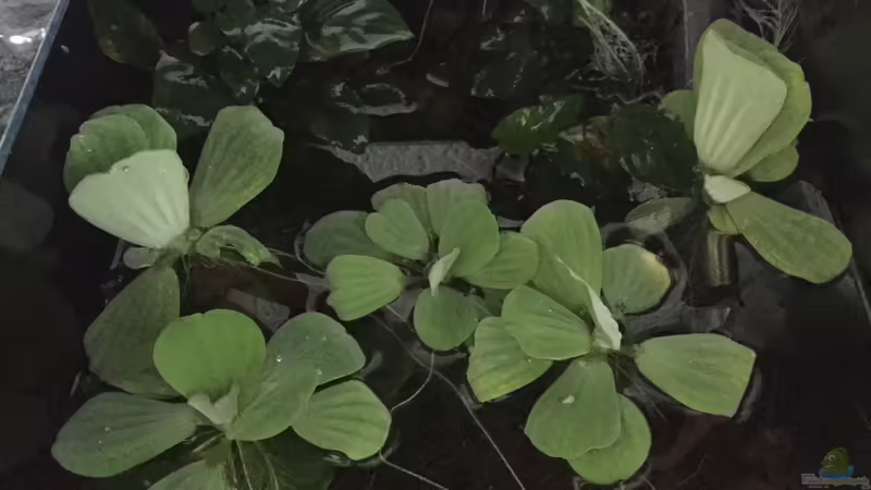 Eheim Heizer von Danny (15)