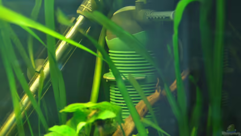 Eheim Heizstab und Eheim Aquaball als Zusatzströmungspumpe von Andy90 (27)