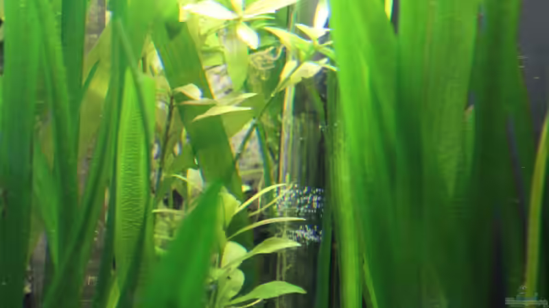 Eheim Heizstab von JessiKa265 (15)