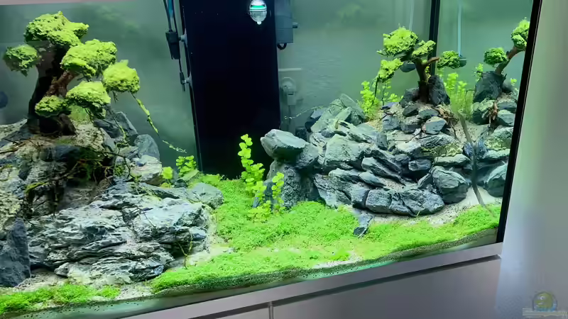 EHEIM Incpiria 300 - 4 von Dominic (5)