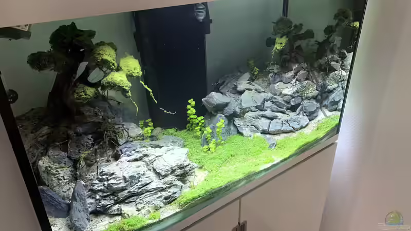 EHEIM Incpiria 300 - 7 von Dominic (8)