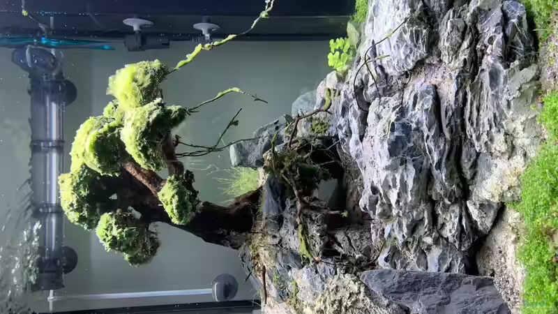 EHEIM Incpiria 300 - 9 von Dominic (10)