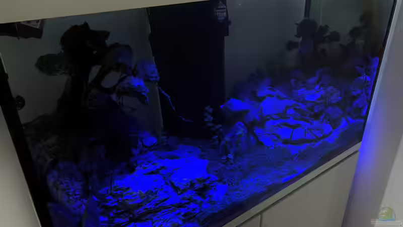 EHEIM Incpiria 300 / Mondlicht - 2 von Dominic (13)