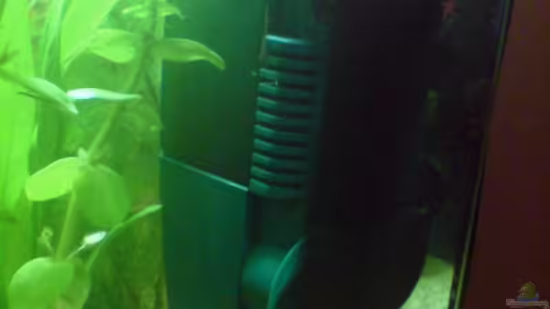 Eheim Innenfilter von Nemo (9)