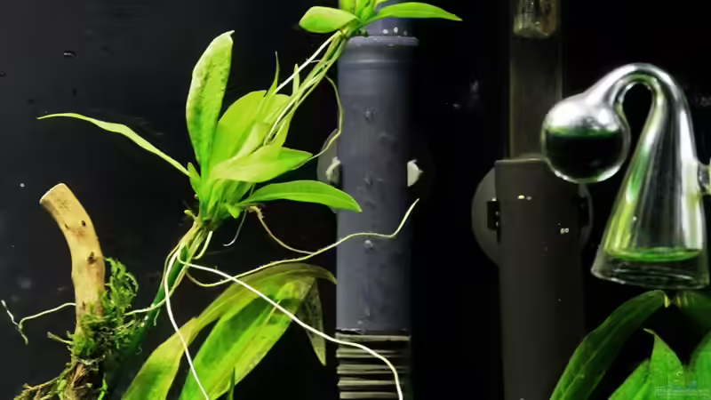 Eheim Installationsset 1+2, OFA und Co2 Dauertest von Dirk F. (21)