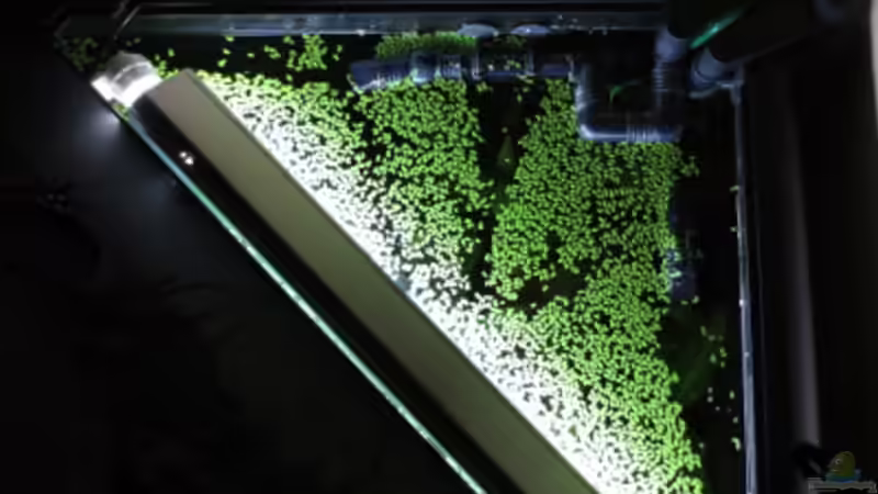 Eheim Installationsset 1+2 von Phantom (13)