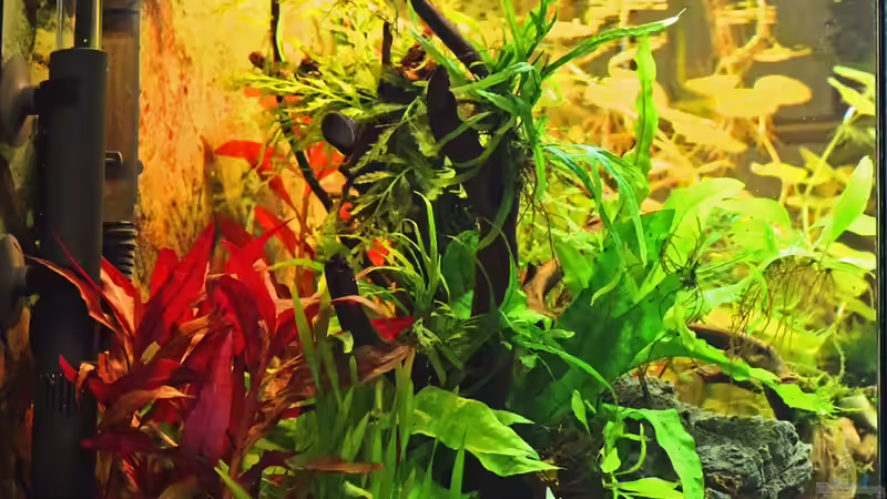 Eheim Installationsset 1 & 2 sowie OFA Komfort Oberflächenabsauger / Seitenansicht von Dirk F. (35)