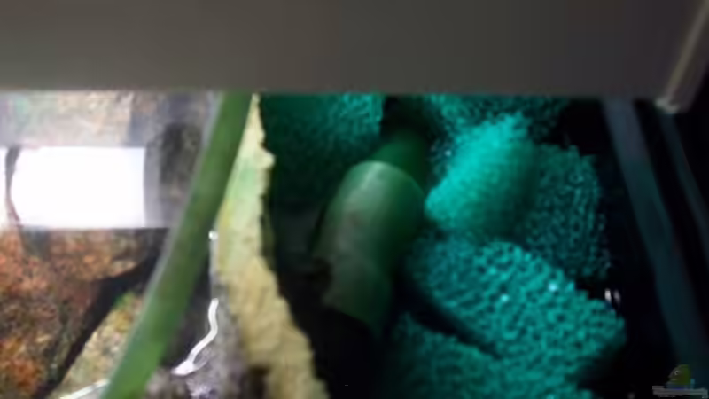 Eheim Kompaktpumpe 1000 im Modul an der rechten Scheibe von Michael Götz (13)