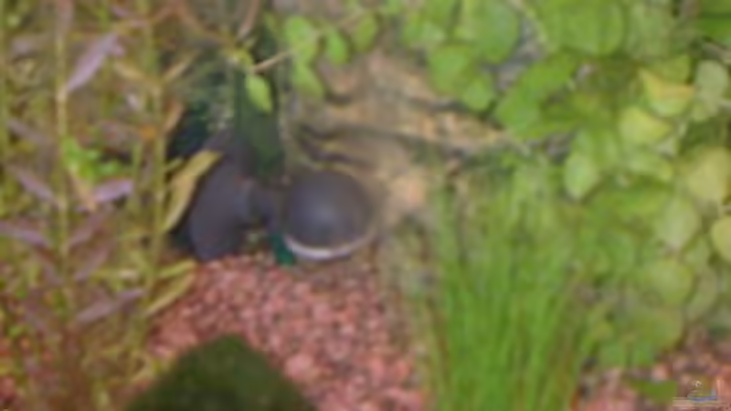 Eheim Kugelausströmer von Bulldog1112 (18)