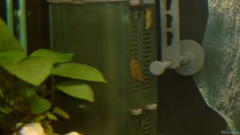 Eheim Power heat von Andrea Wendel (9)