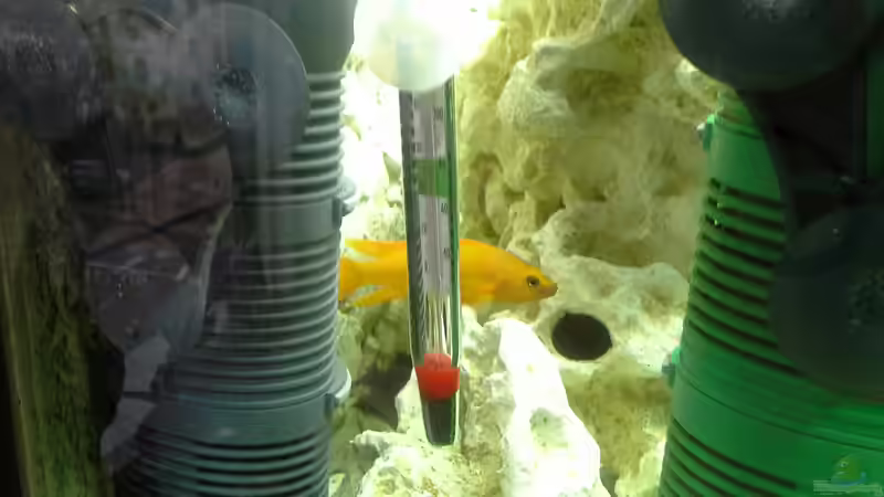 Eheim Pumpen und Thermometer von AndreLeipzig (13)