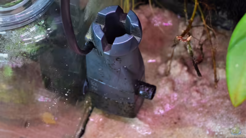 Eheim Skim 350 von Junglist (34)