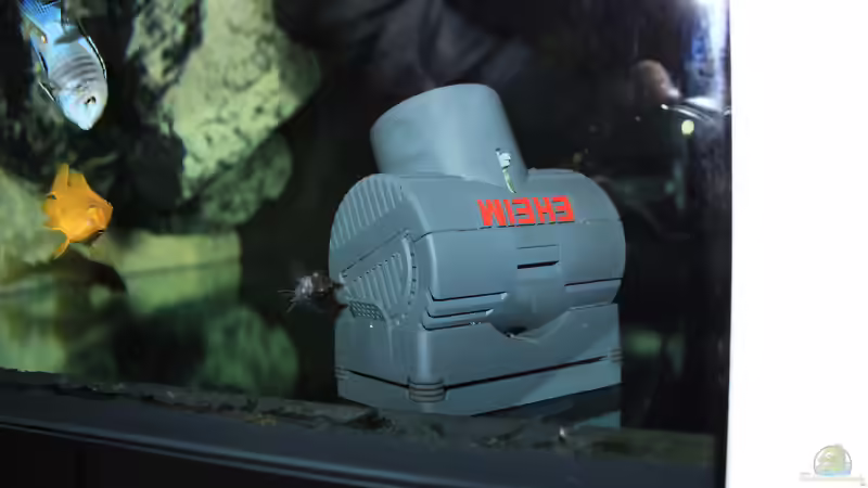 Eheim StreamON 4000  von Mbuna_Memo (15)