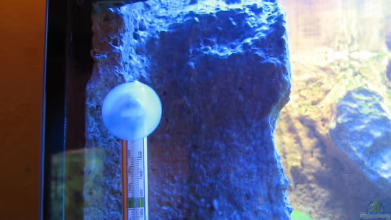 Eheim strömungspumpe von Dennis V12 (21)