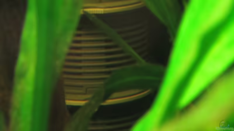 Eheim Vorfilter von Phantom (14)