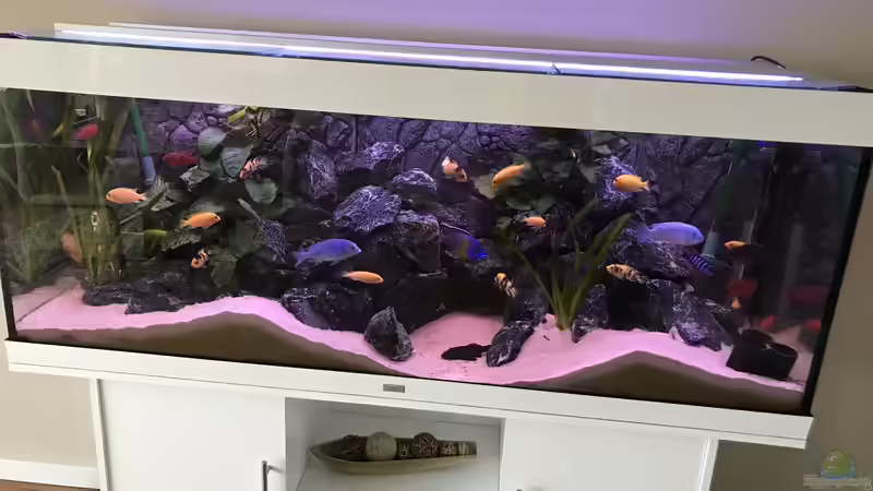 ehemalige Beckengestaltung von CJ (9)