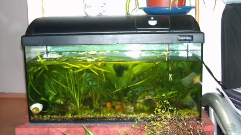 ehemalige Frontansicht (Mitte 2007) von Jenny (13)