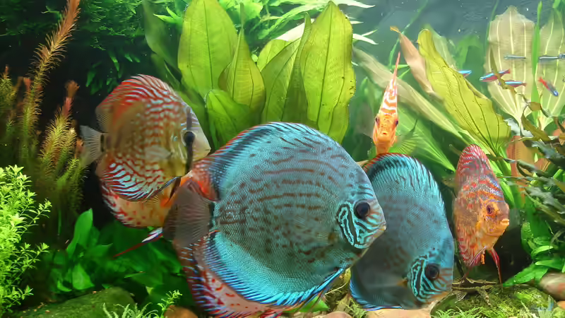 ehemaliges Diskusbecken  von Grünhexe (1)