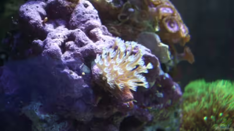 Ehrenbergi-Ableger nach 1 1/2 monaten von Salzeritis (18)