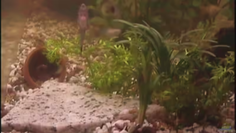 Ei wo is denn der Zwergi? von Julia Kerz (7)