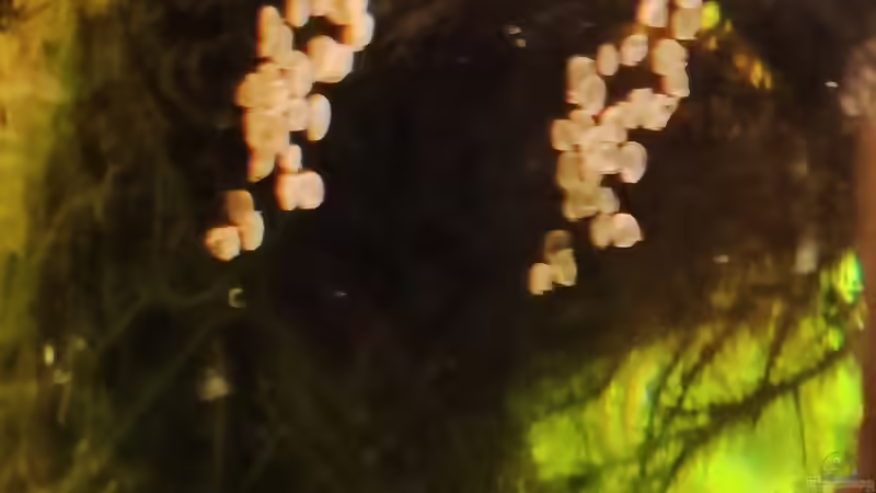 Eiablage  von Amazonas (56)