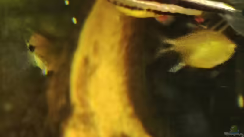 Eiablage an Scheibe im oberen Bereich von Amazonas (57)