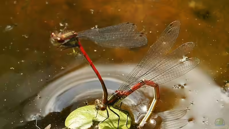 Eiablage Frühe Adonisjungfer von Goldfisch (11)