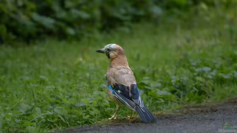 Eichelhäher - Deshalb gilt der Singvogel als außergewöhnlich intelligent