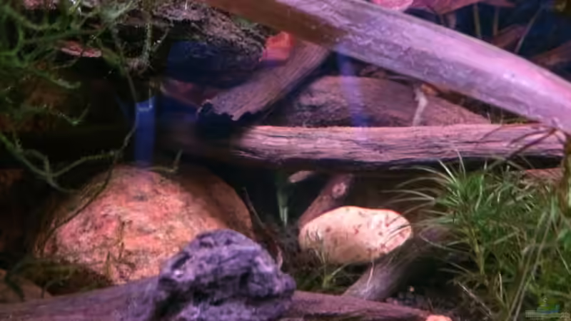 Eichenäste und Laub auf dem Boden für Waldbodenflair von Harald Kästner (23)