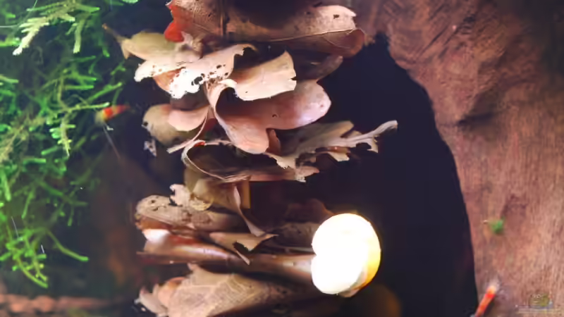 Eichenbaum von Chili (6)