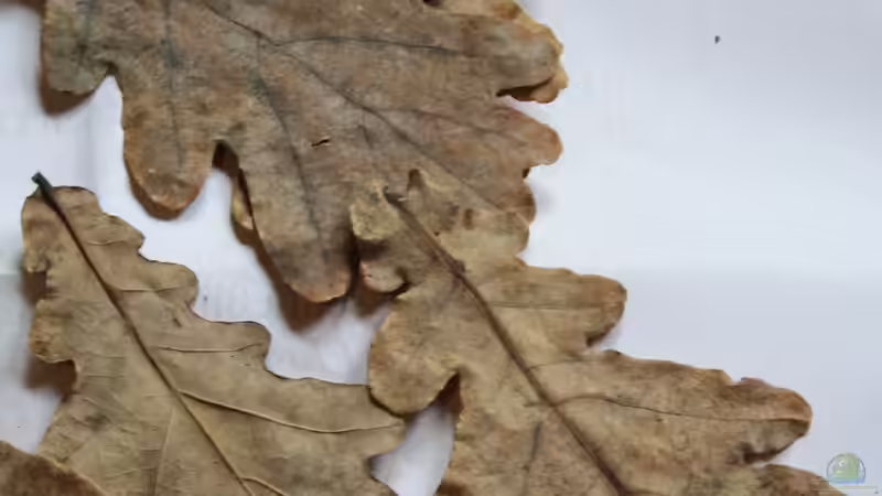 Eichenblätter als Laub für die Dekoration von Florian Bandhauer (39)