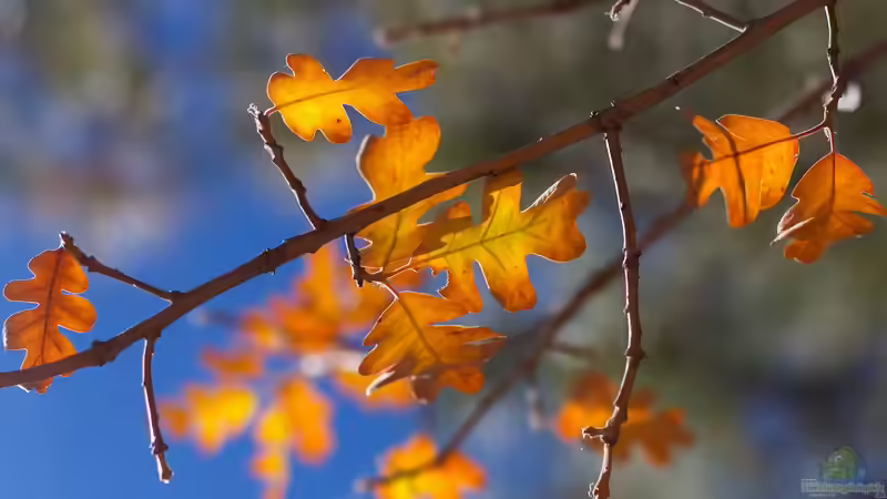 Eichenblätter im Aquarium: So werden sie richtig verwendet