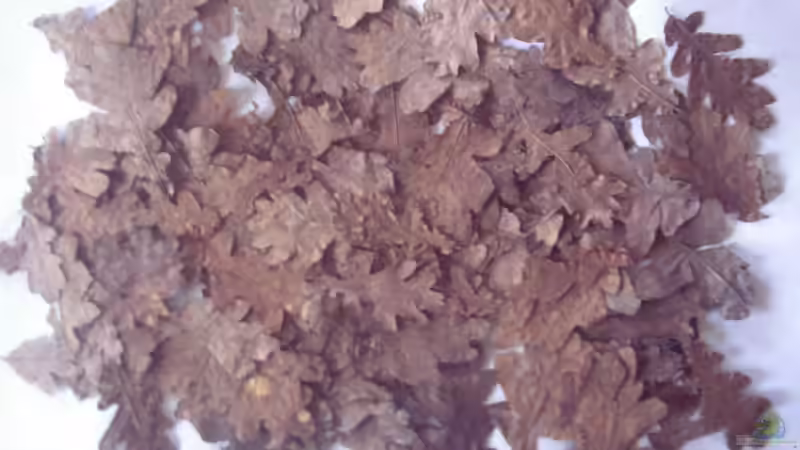 Eichenlaub 14.05.2013 von Südamerikafreak BK (53)