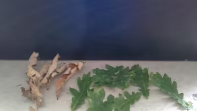 Eichenlaub aus dem ??rtlichen Wald von Capitan Hook (28)