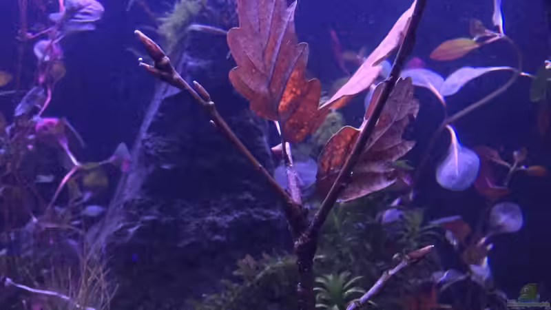 Eichenlaub bei ´Mondlicht´ von Paule ´s Beckenbauer (8)