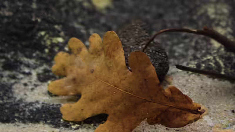 Eichenlaub eines der gewählten Laubarten von Florian Bandhauer (56)