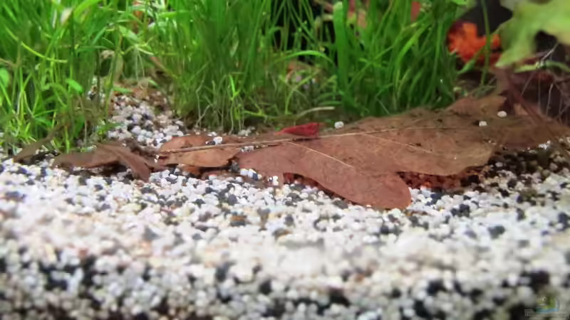 Eichenlaub für meine Garnelen von Sarah (17)