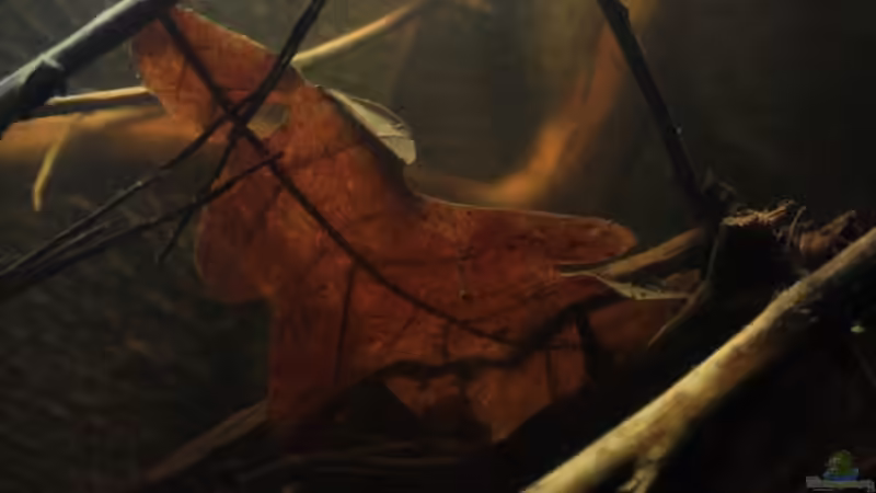 Eichenlaub in den Zweigen  von Florian Bandhauer (25)