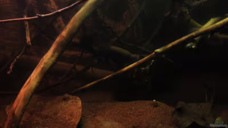 Eichenlaub und Seemandelbaum Blätter am Bodengrund von Florian Bandhauer (37)