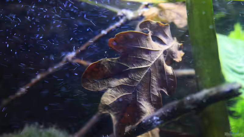 Eichenlaub von Florian Bandhauer (30)