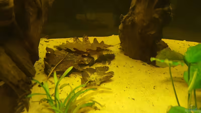 Eichenlaubblätter von Johannes L. (32)