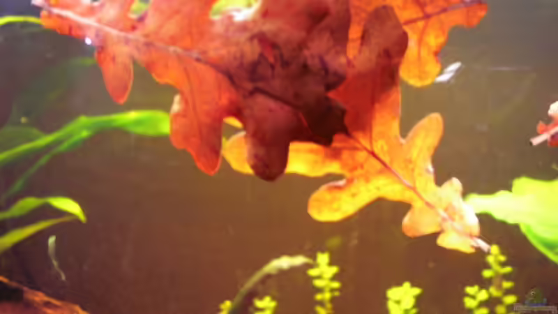 Eichenlaubblätter von Südamerikafreak BK (17)