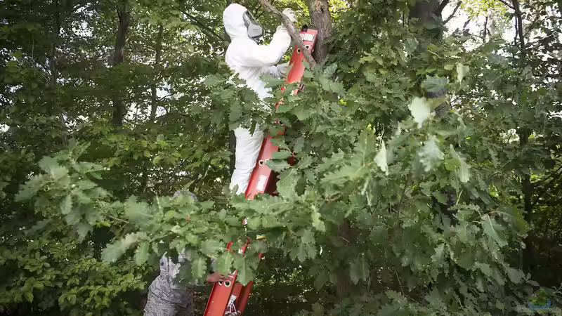 Eichenprozessionsspinner: Erkennen, Vorbeugen und Bekämpfen im eigenen Garten