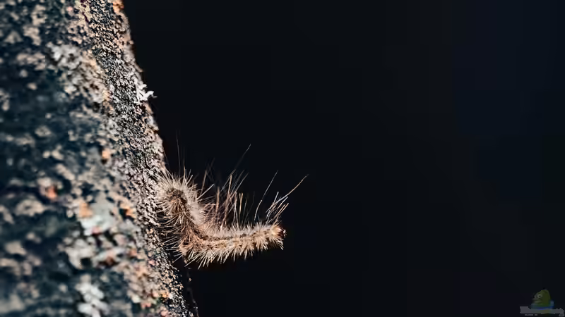 Eichenprozessionsspinner: Erkennen, Vorbeugen und Bekämpfen im eigenen Garten